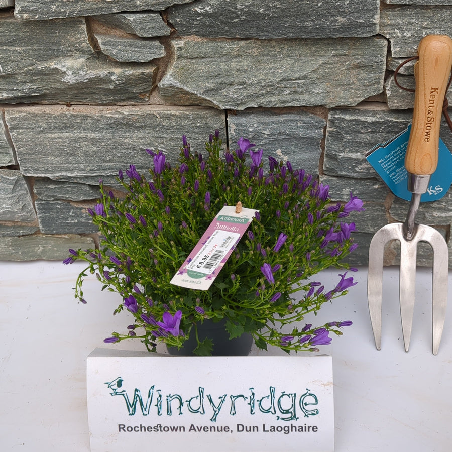 Campanula 'Ambella® Intense Purple'  P12 - Herbaceous - Windyridge Garden Centre