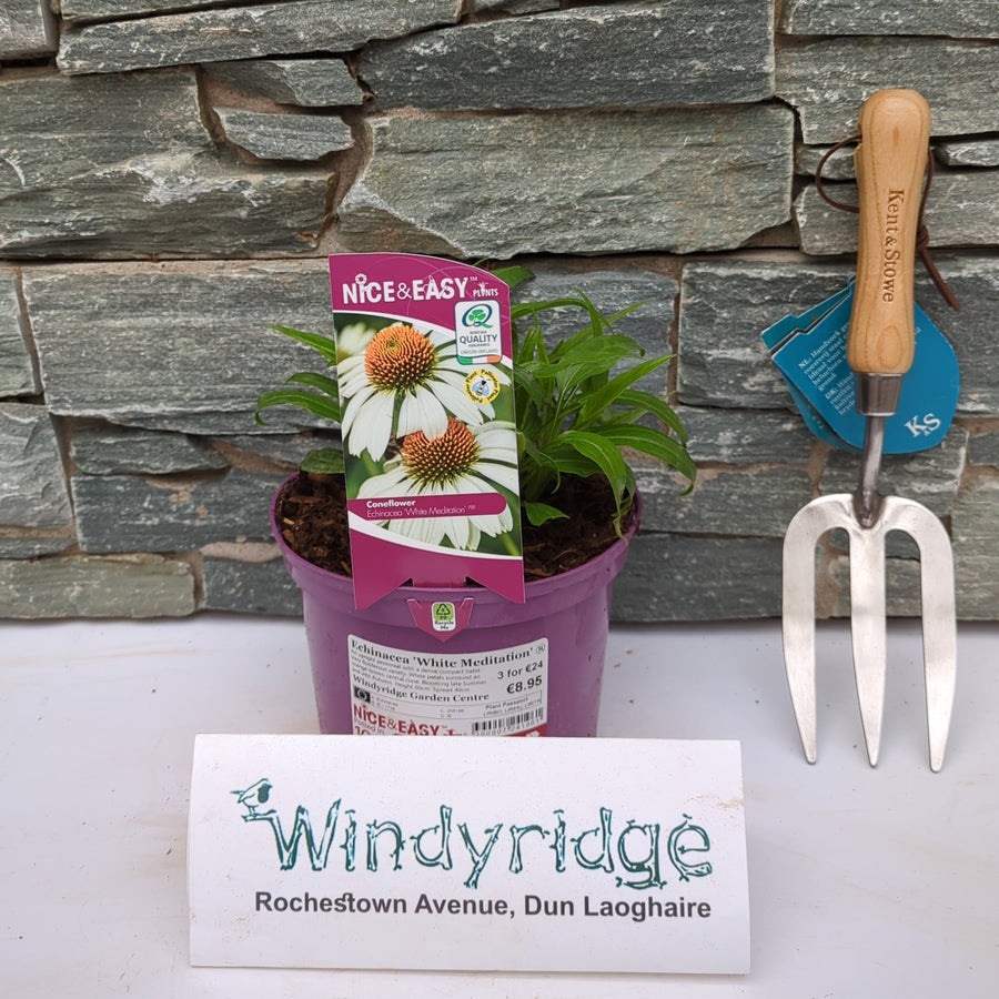 Coneflower (Echinacea White Meditation) - Herbaceous - Windyridge Garden Centre
