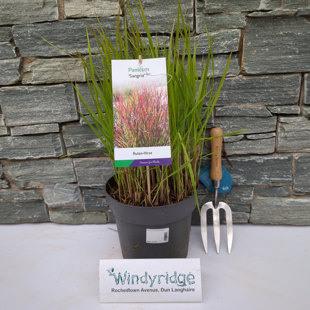 Panicum virgatum Sangria