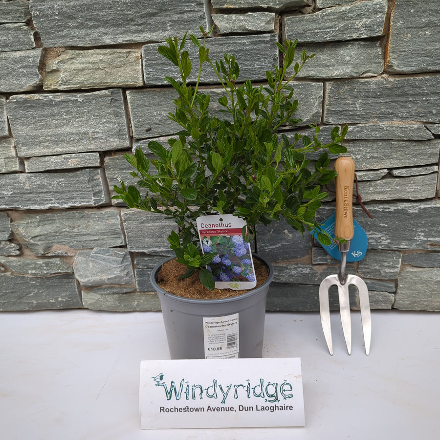 Ceanothus Thy. Skylark - Shrubs - Windyridge Garden Centre