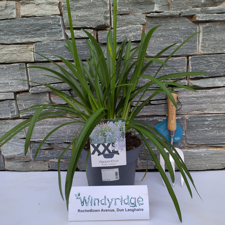 Agapanthus Eydori White