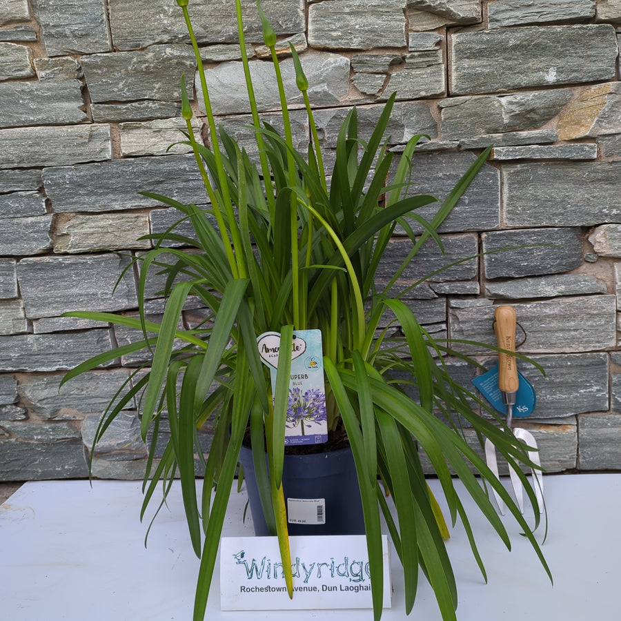 Agapanthus Amourette Blue - Herbaceous - Windyridge Garden Centre