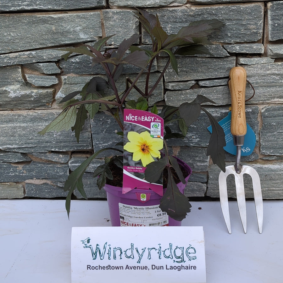 Dahlia 'Mystic Illusion' ® - Herbaceous - Windyridge Garden Centre