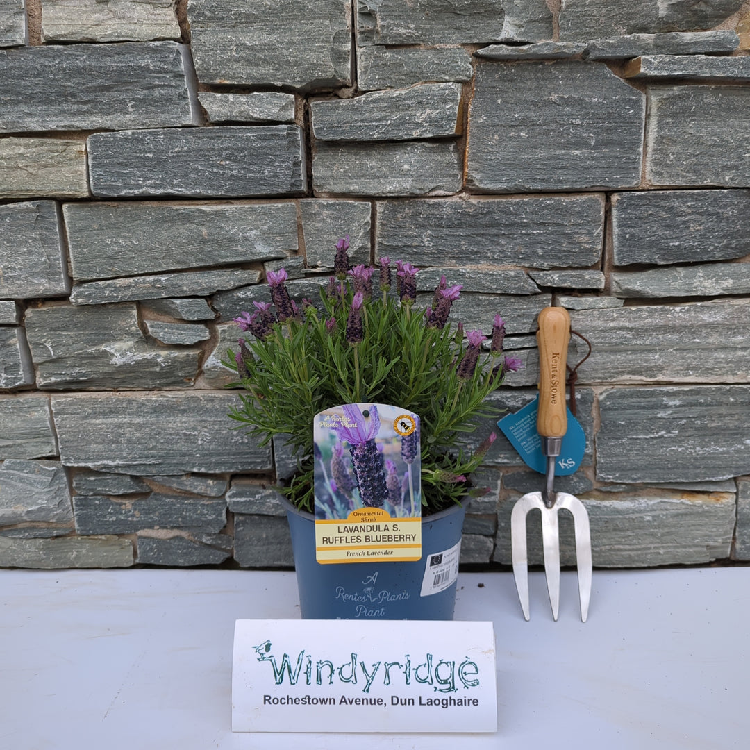 Lavandula Blueberry