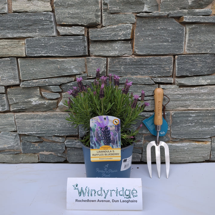 Lavandula Blueberry