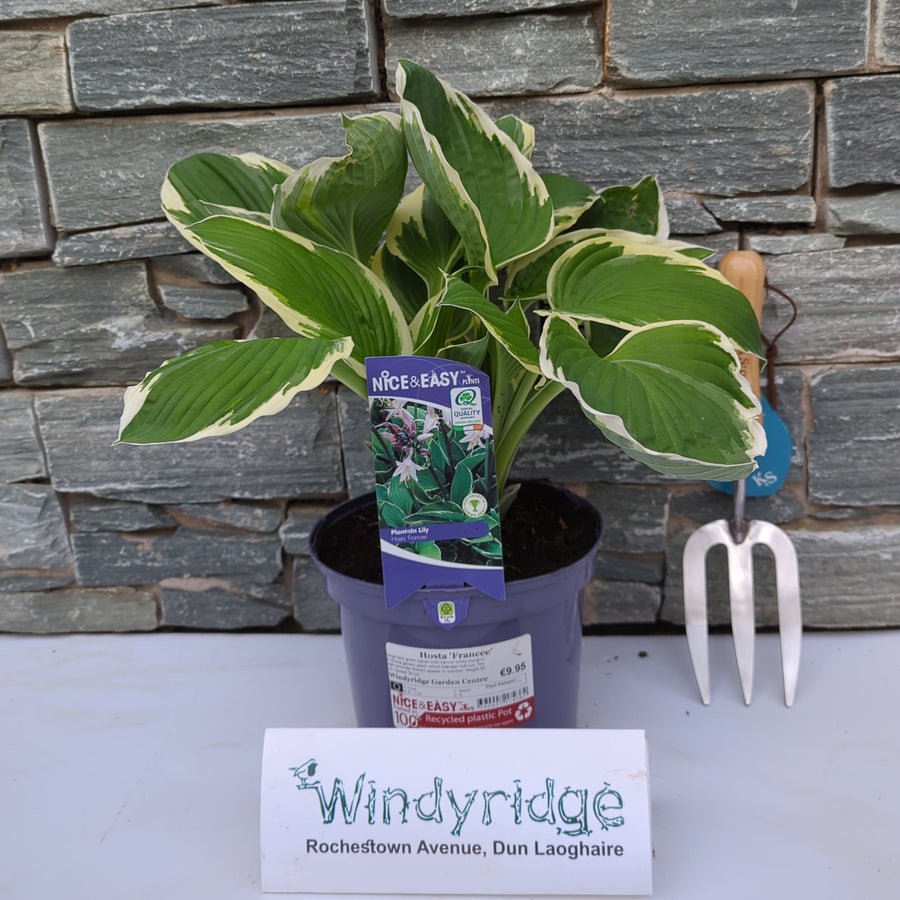Hosta Francee - Herbaceous - Windyridge Garden Centre