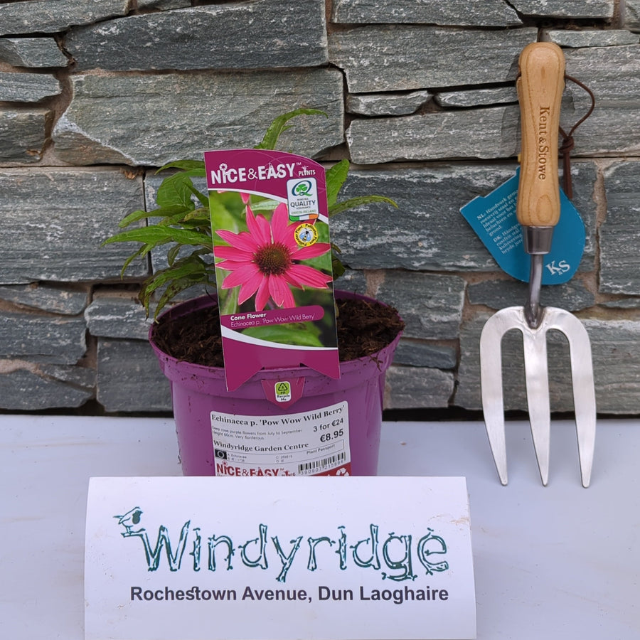 Echinacea p. Pow Wow Wild Berry - Herbaceous - Windyridge Garden Centre