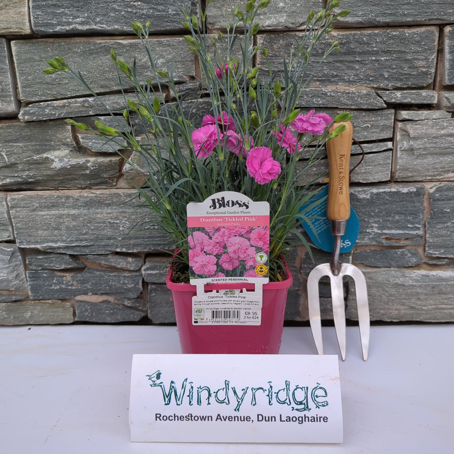 Dianthus Tickled Pink - Herbaceous - Windyridge Garden Centre