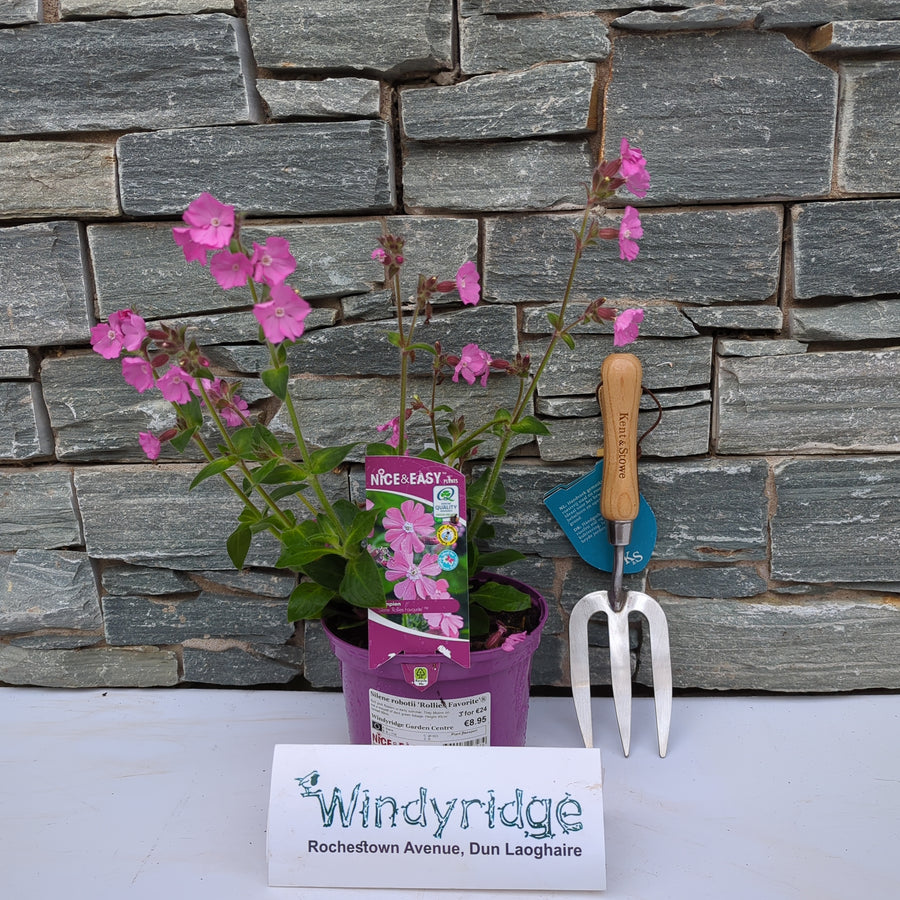 Silene Robotii 'Rollies Favorite'Â® - Herbaceous - Windyridge Garden Centre