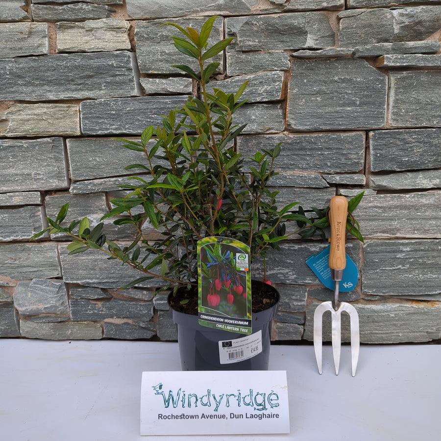 Crinodendron Hookerianum - Shrubs - Windyridge Garden Centre