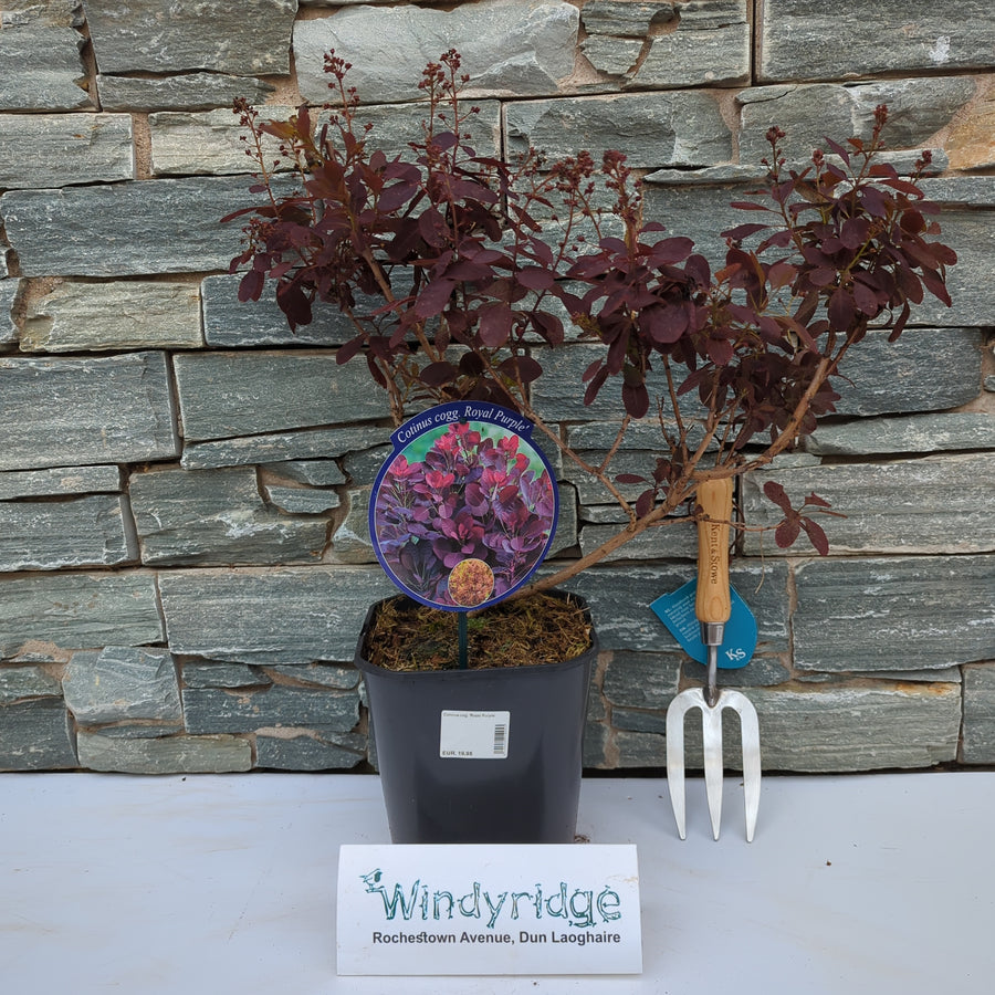Cotinus Cog. Royal Purple - Shrubs - Windyridge Garden Centre
