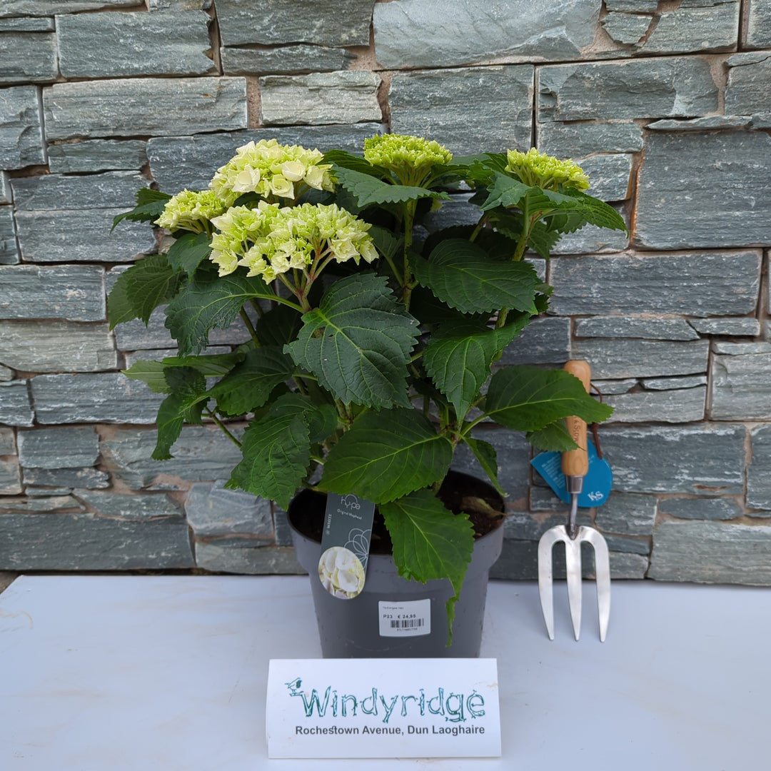 Hydrangea mac. Mophead White