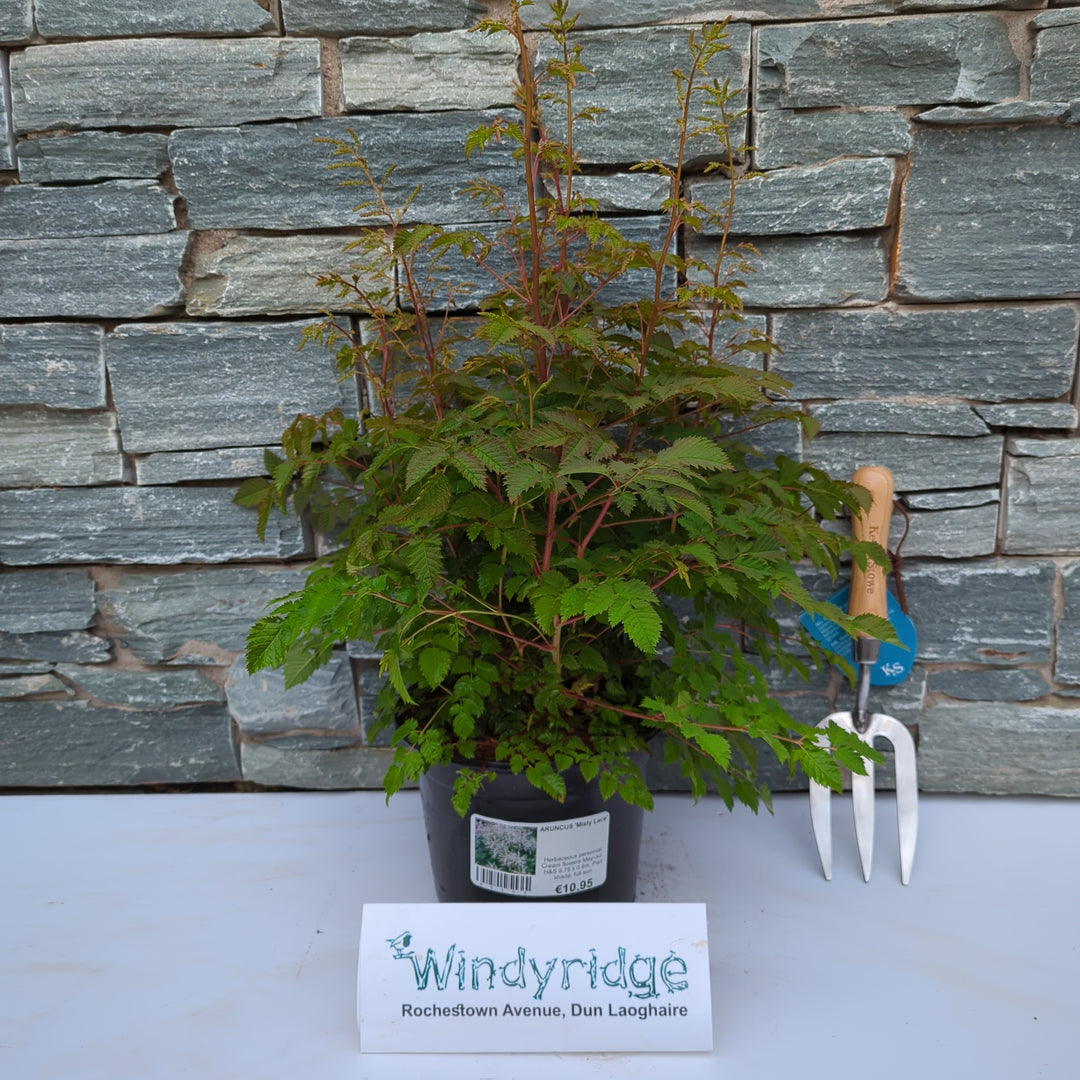 ARUNCUS Misty Lace