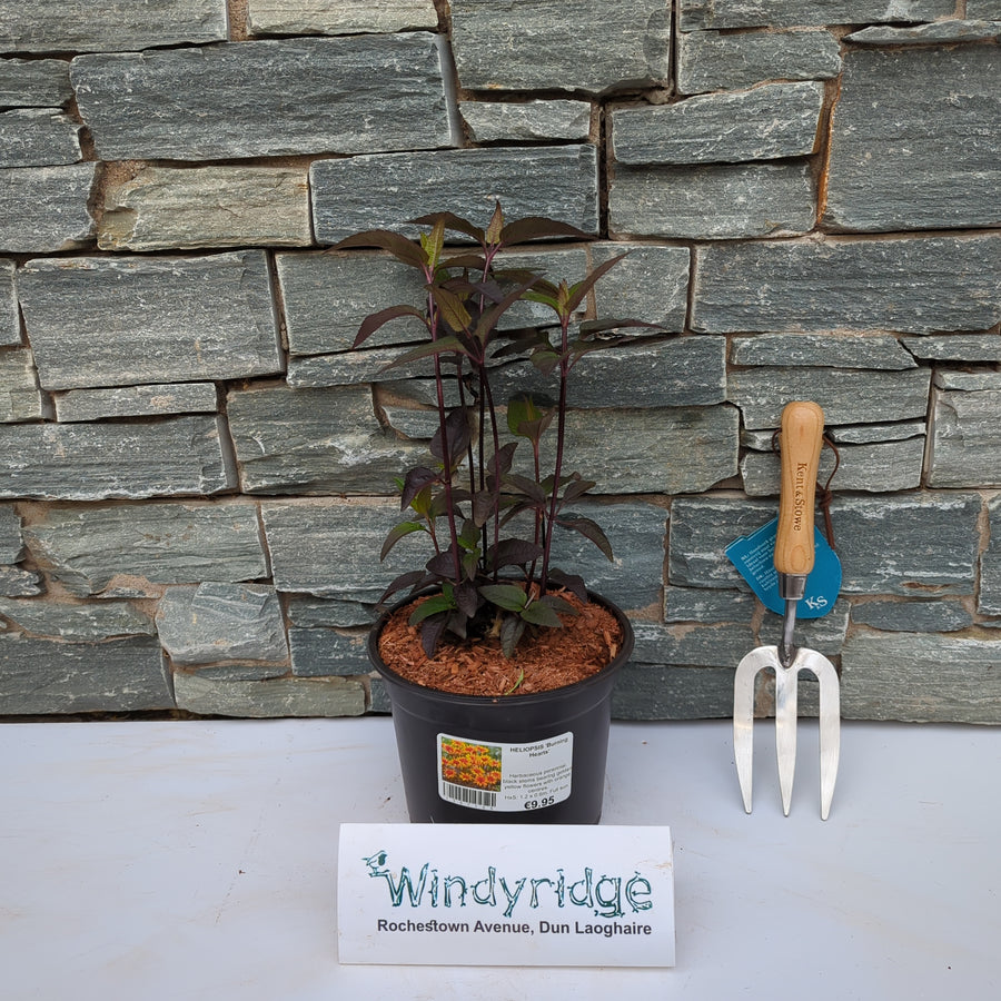 Heliopsis Burning Hearts - Herbaceous - Windyridge Garden Centre