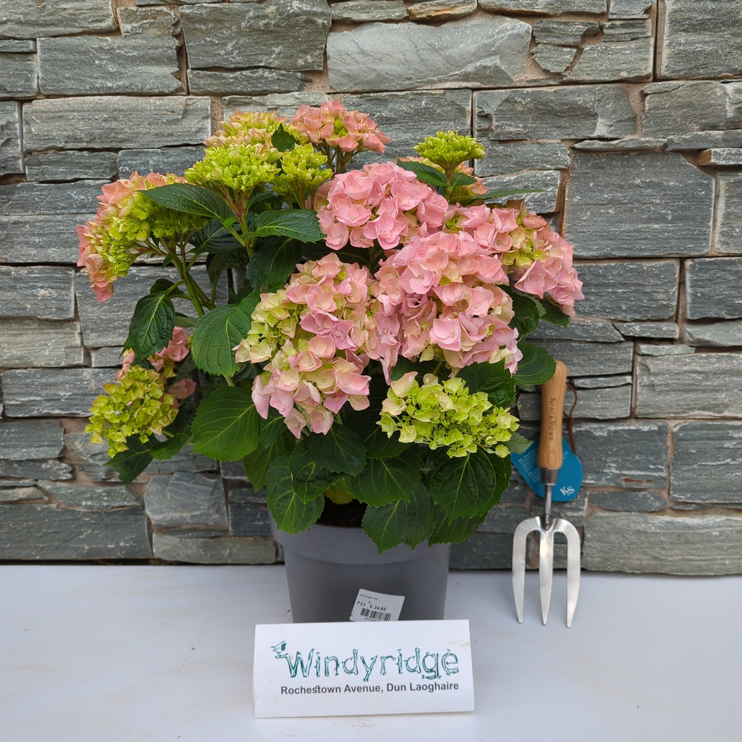 Hydrangea mac. Mophead Pink