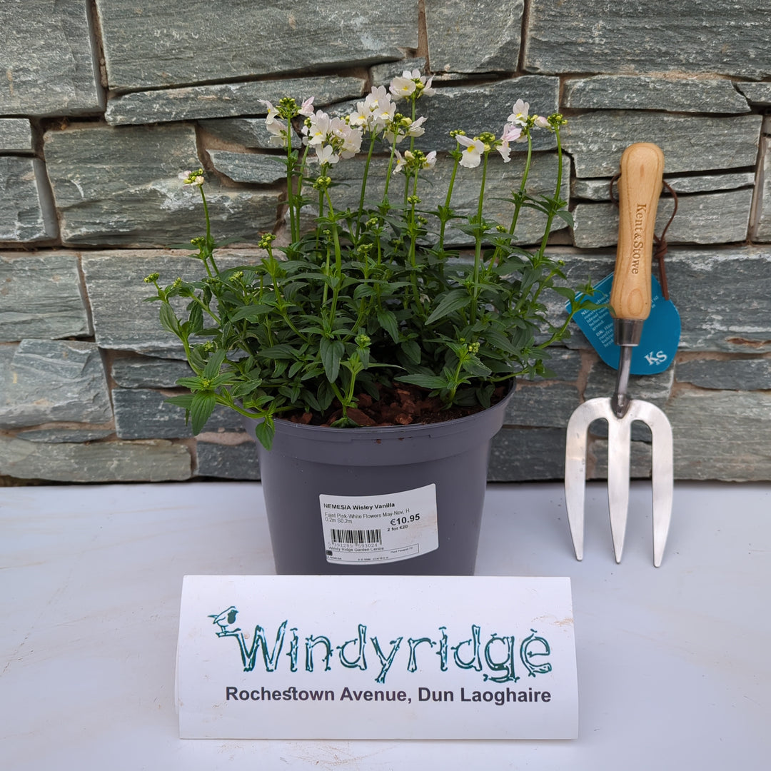 NEMESIA Wisley Vanilla