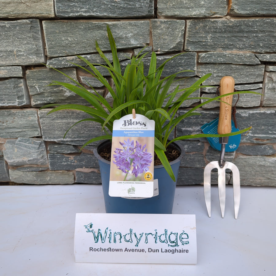 Agapanthus  Brilliant Blue - Herbaceous - Windyridge Garden Centre