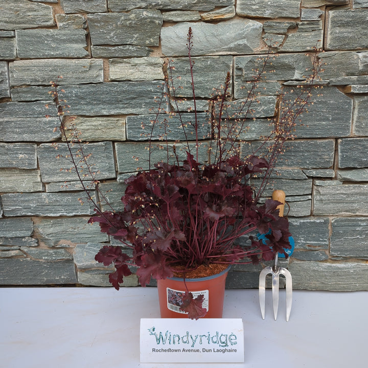 HEUCHERA Black Beauty