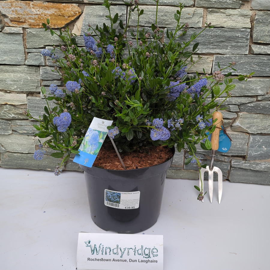 Ceanothus Victoria - Shrubs - Windyridge Garden Centre