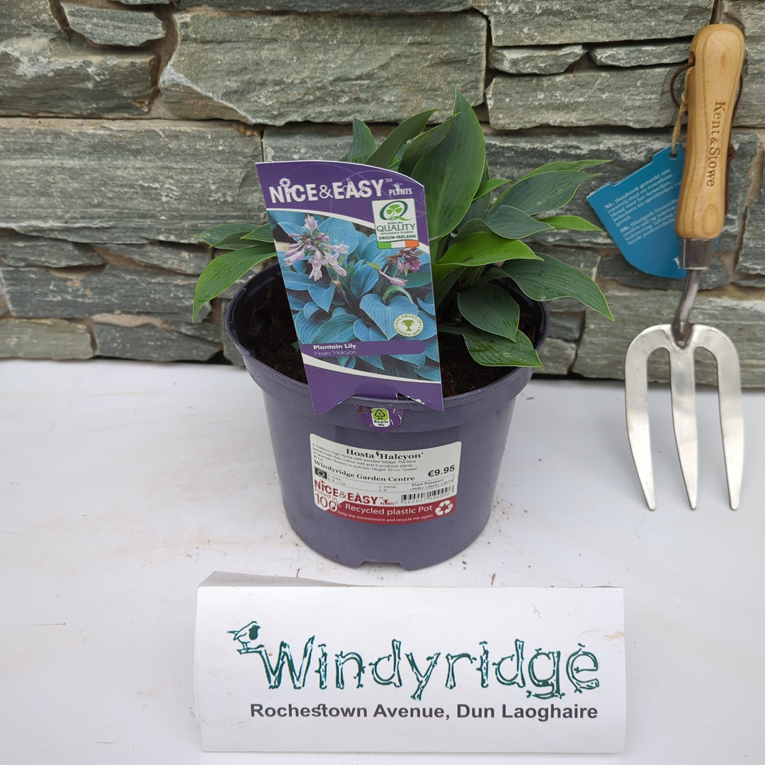 Hosta Halcyon 3L