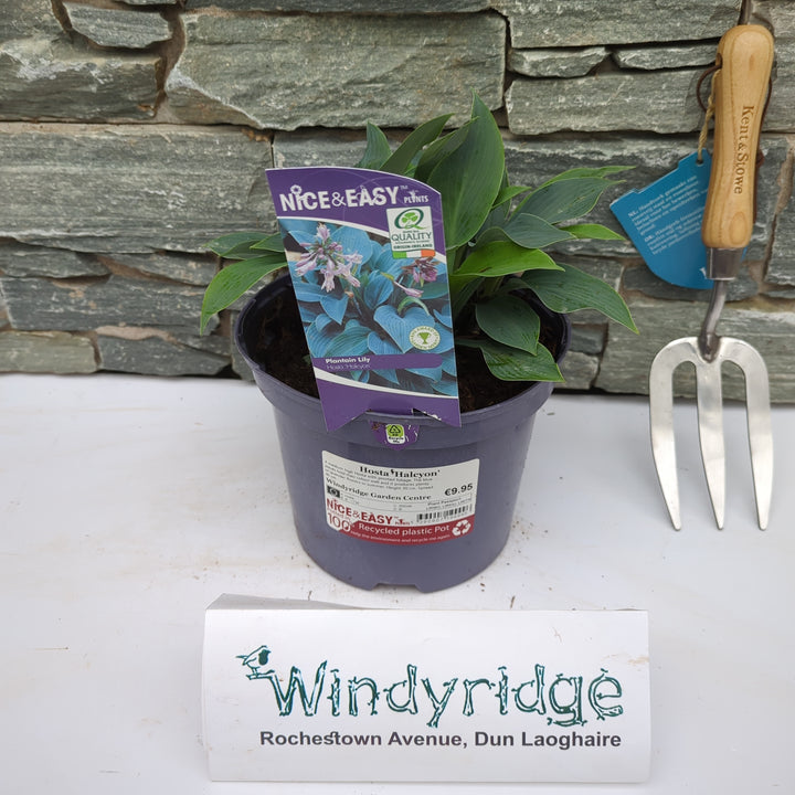 Hosta Halcyon 3L