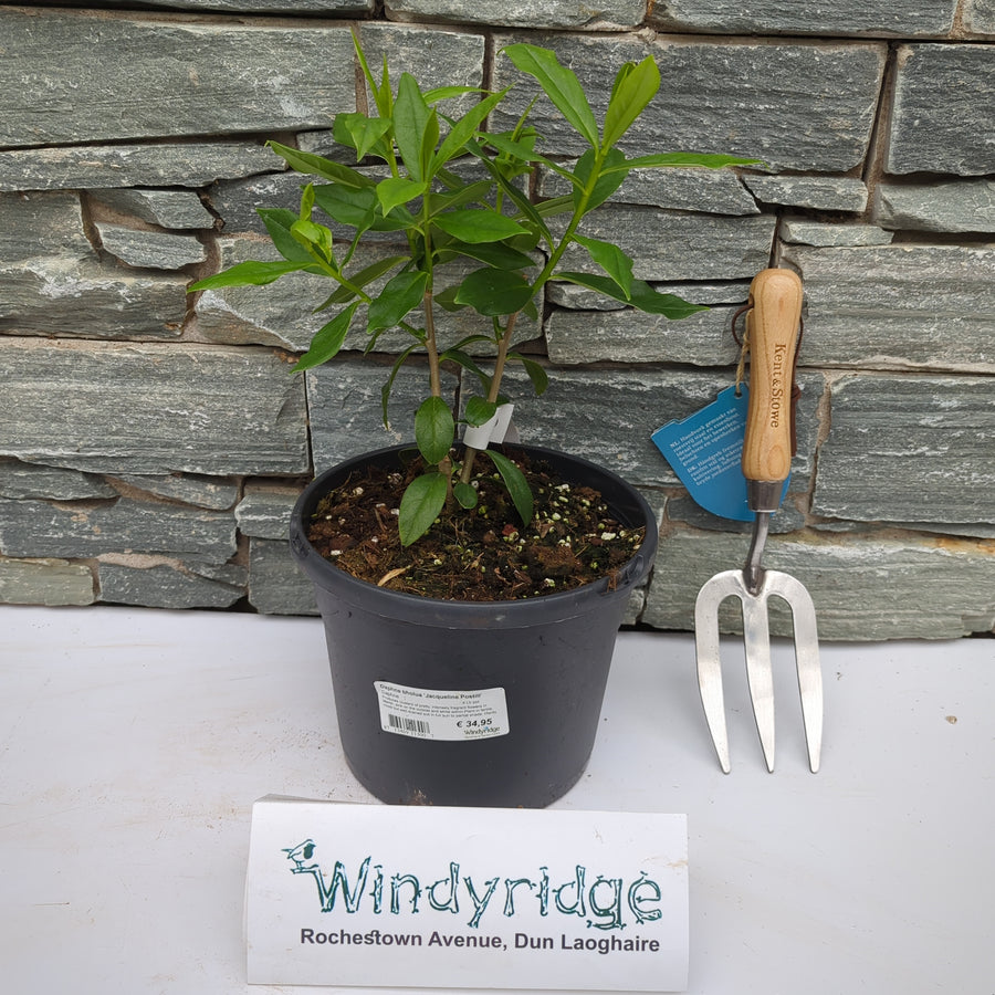 Daphne Bholua Jacqueline Postill  4 Ltr Pot - Shrubs - Windyridge Garden Centre