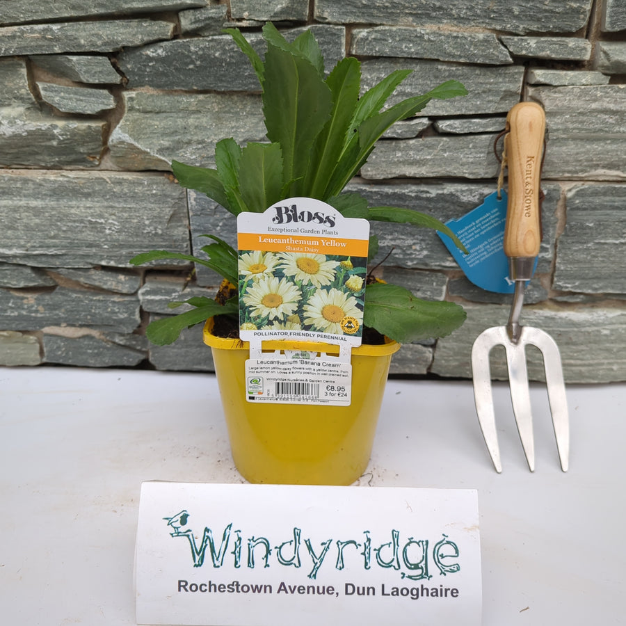 Leucanthemum Banana Cream 2L - Herbaceous - Windyridge Garden Centre