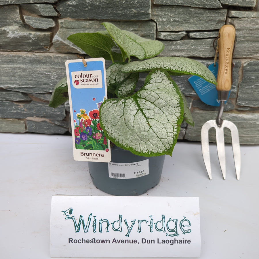 Siberian Bugloss Brunnera Marophylla Silver Heart  (3Ltr Pot) - Herbaceous - Windyridge Garden Centre