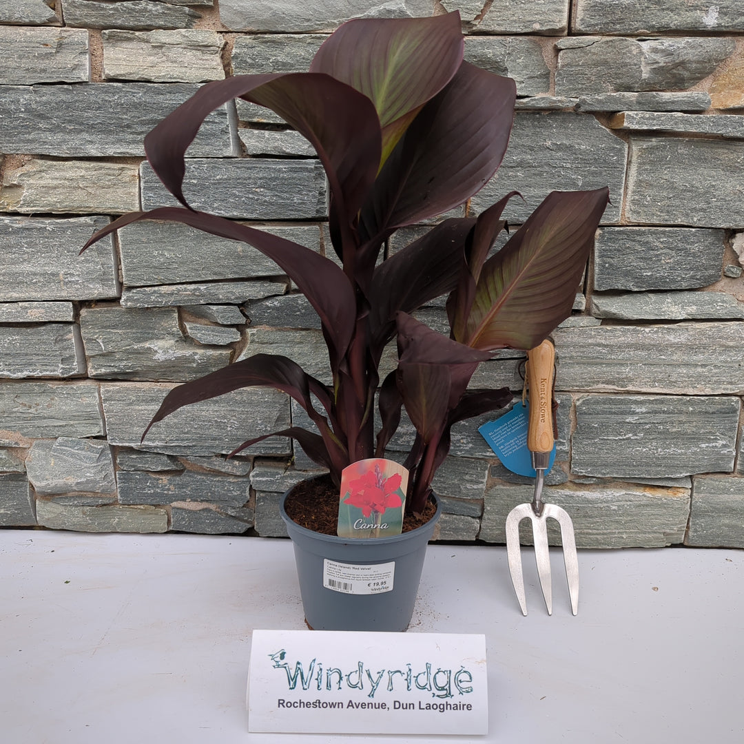 Canna Island Red Velvet (17cm Pot)