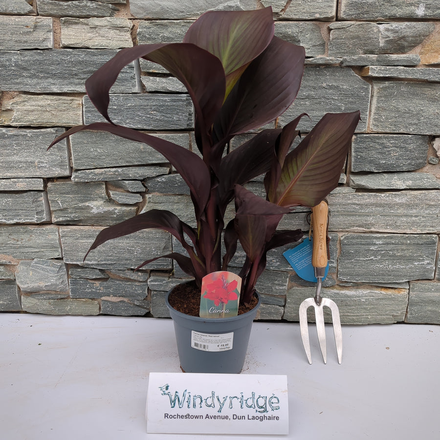 Canna Island Red Velvet (17Cm Pot) - Herbaceous - Windyridge Garden Centre
