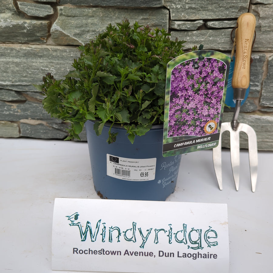 Campanula Muralis (Wall Flower) - Herbaceous - Windyridge Garden Centre