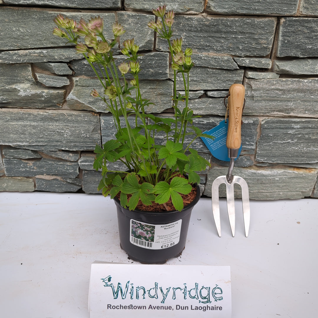 ASTRANTIA maj. Buckland 2L