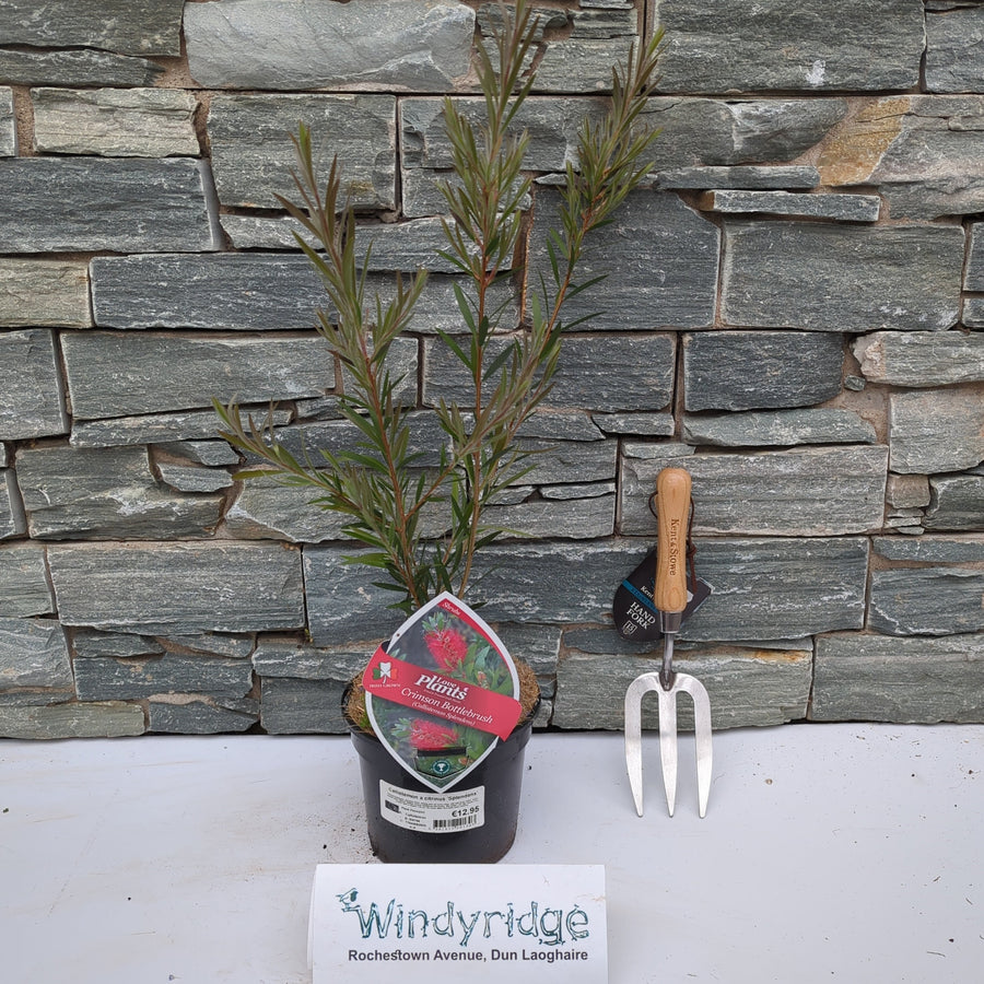 Callistemon Splendens - Shrubs - Windyridge Garden Centre