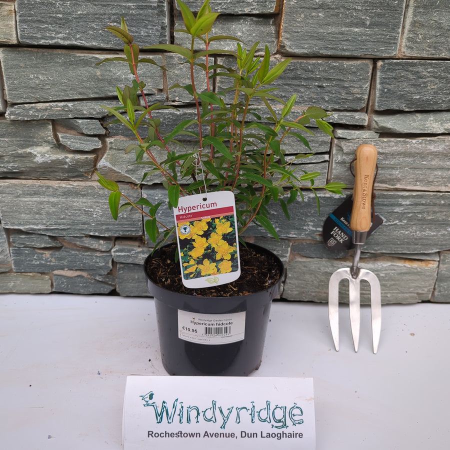 Hypericum Hidcote 3Ltr Pots - Shrubs - Windyridge Garden Centre