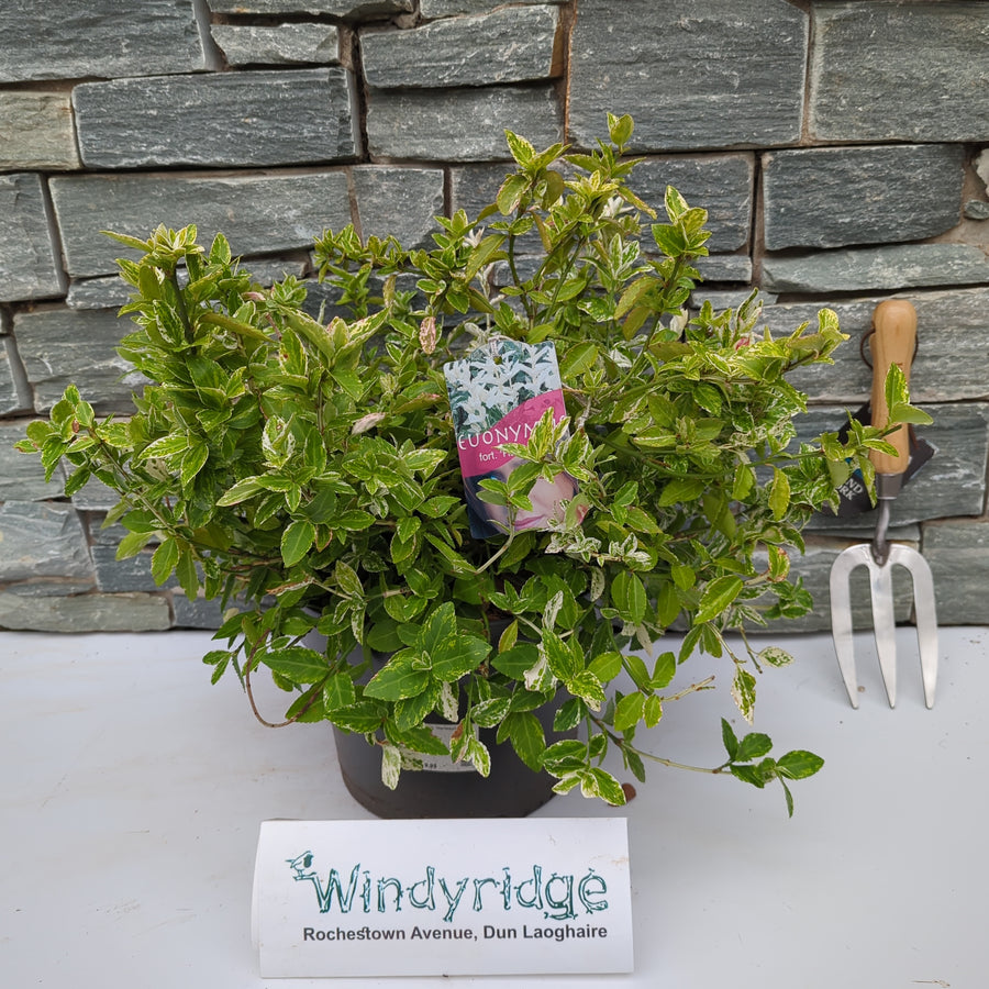 Euonymus Fort. Harlequin - Shrubs - Windyridge Garden Centre
