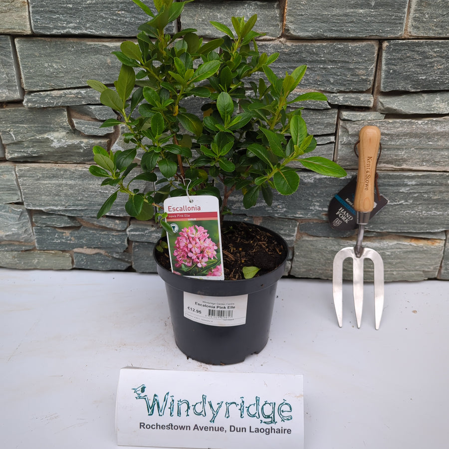 Escallonia Pink Elle - Shrubs - Windyridge Garden Centre