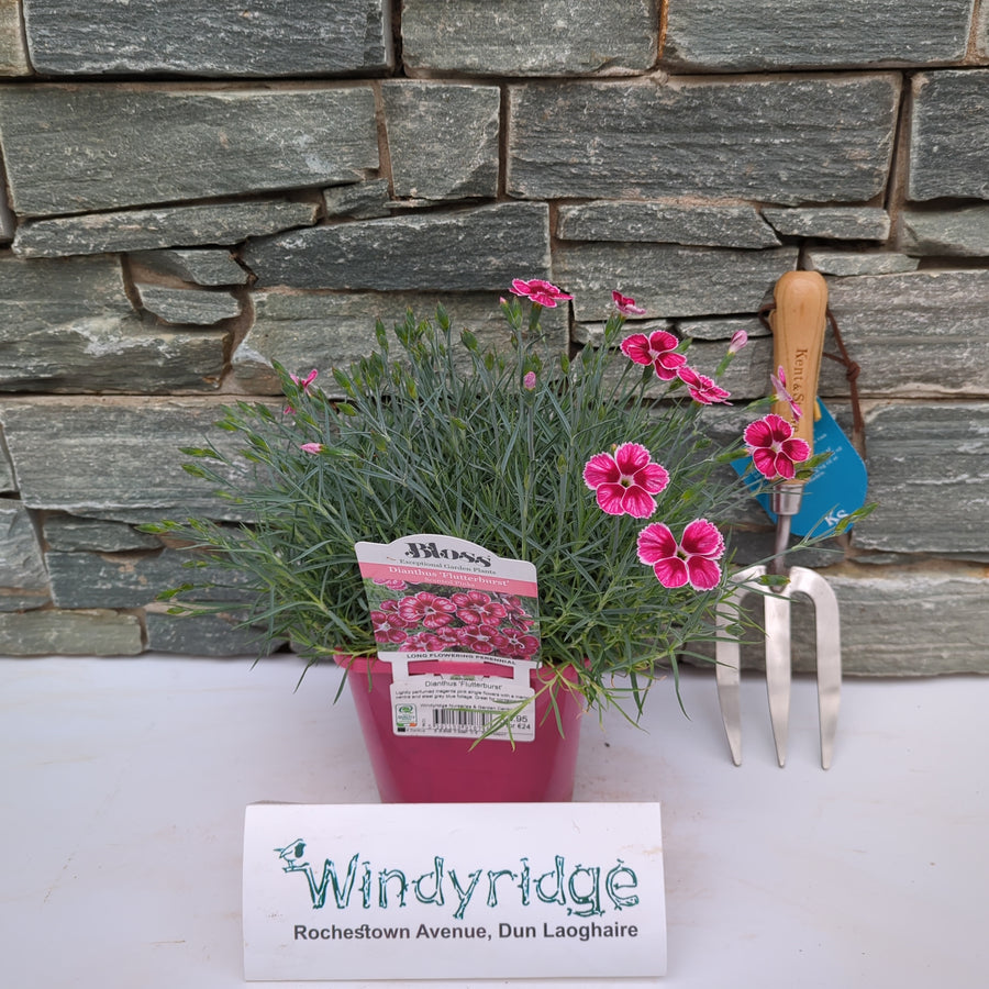 Dianthus 'Flutterburst' - Herbaceous - Windyridge Garden Centre
