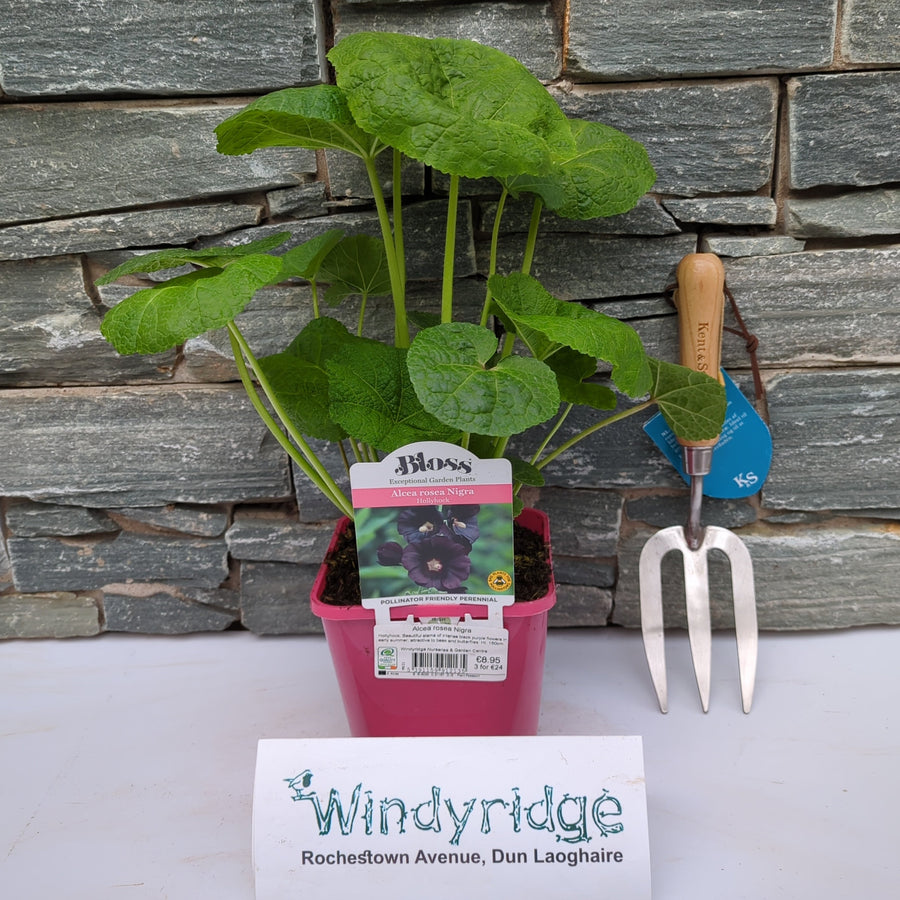 Alcea Rosea Nigra - Herbaceous - Windyridge Garden Centre