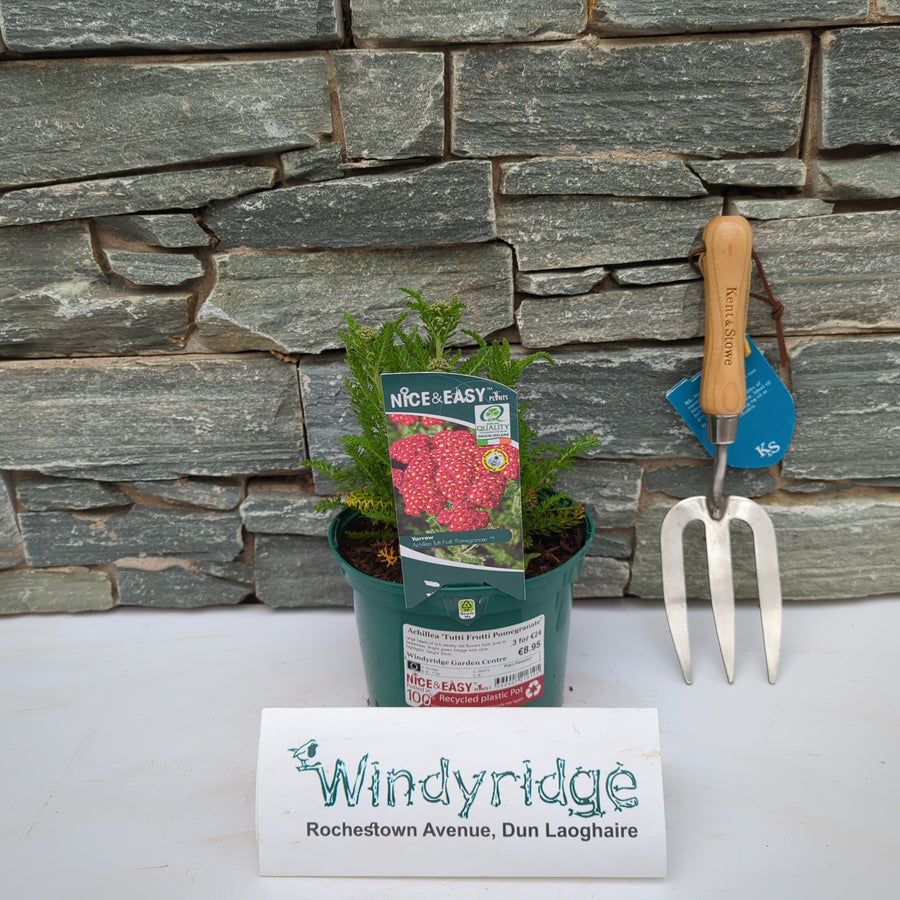 Achillea Tutti Frutti Pomegranate - Herbaceous - Windyridge Garden Centre