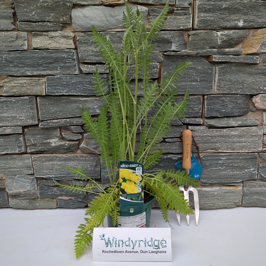 Achillea fill. Cloth of Gold - Herbaceous - Windyridge Garden Centre