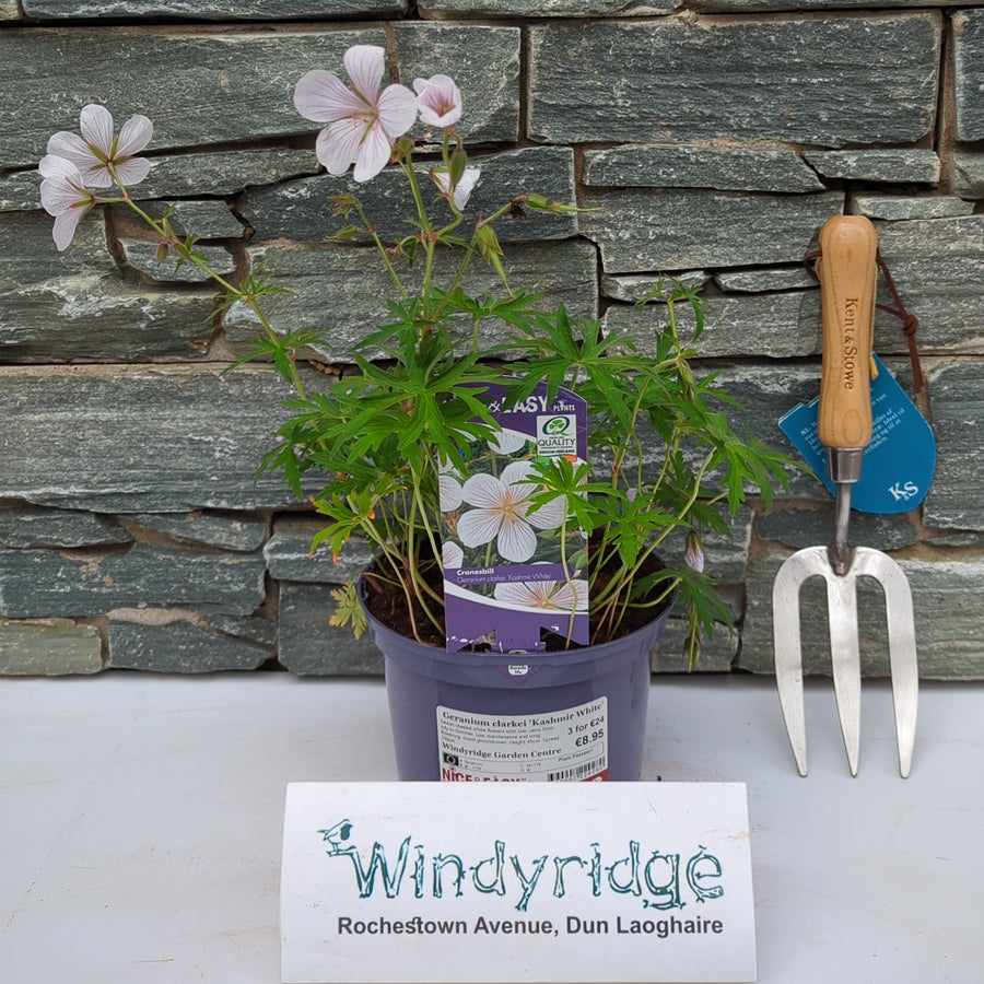 Geranium Clarkei 'Kashmir White' - Herbaceous - Windyridge Garden Centre
