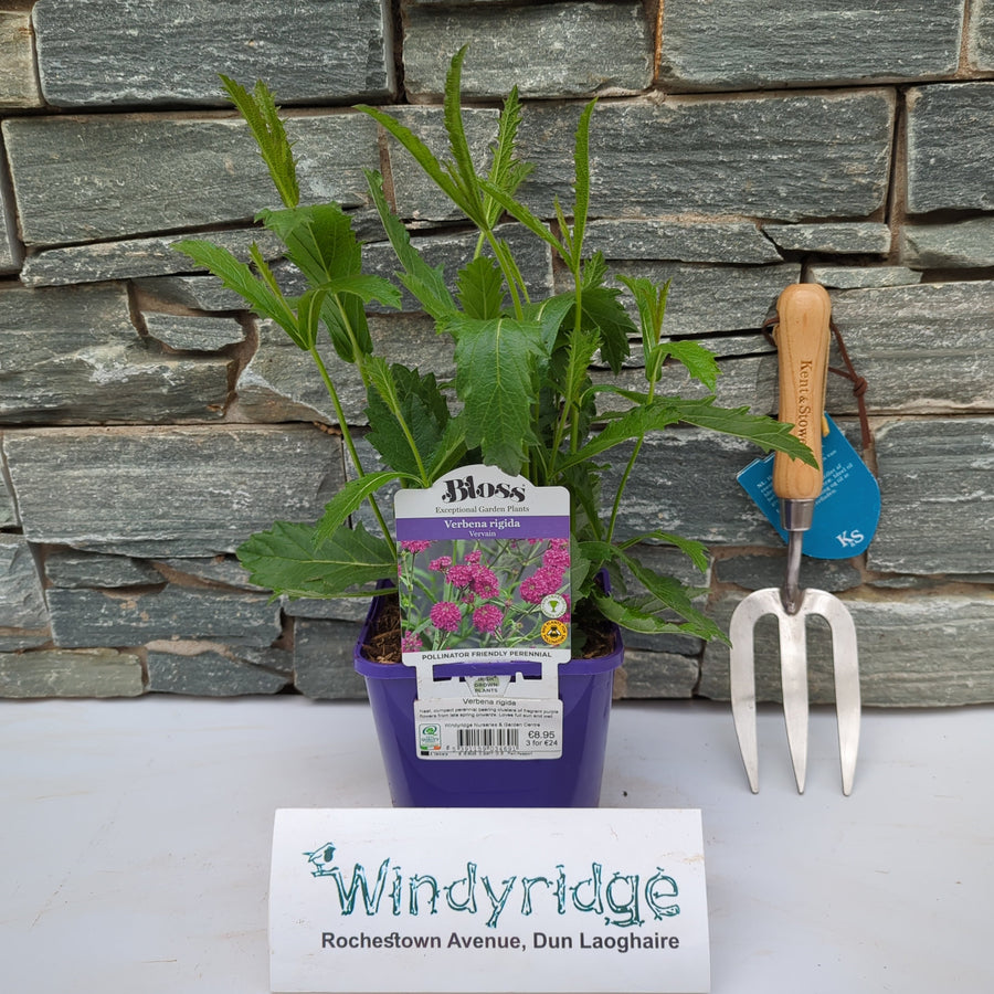 Verbena Rigida 2Ltr Pot - Herbaceous - Windyridge Garden Centre