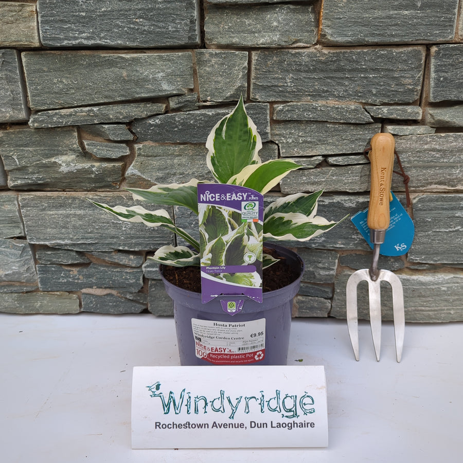 Hosta Patriot - Herbaceous - Windyridge Garden Centre