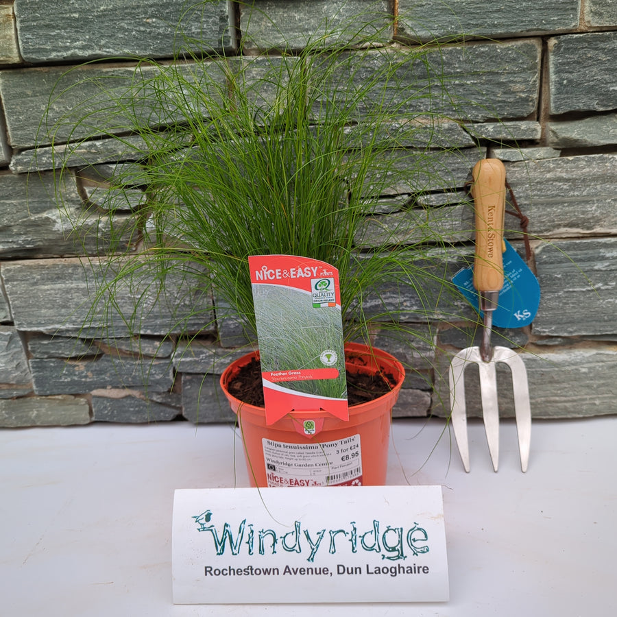 Stipa Tenuissima 'Pony Tails' - Herbaceous - Windyridge Garden Centre