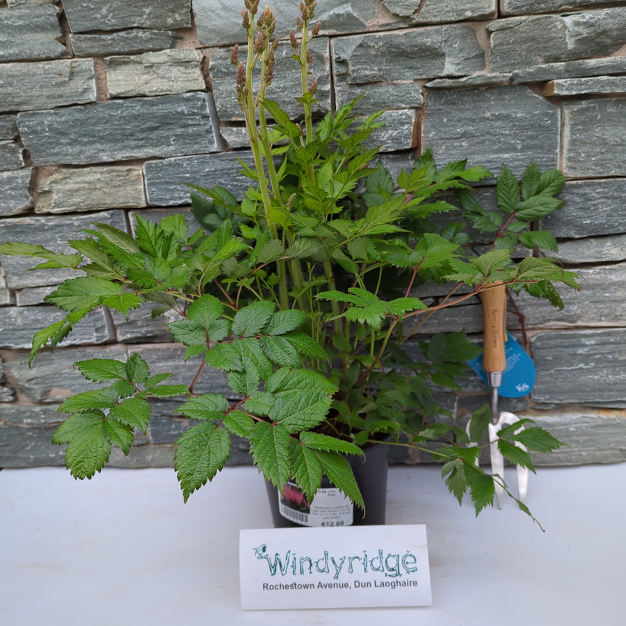 Astilbe Chin. Vision In Pink - Herbaceous - Windyridge Garden Centre