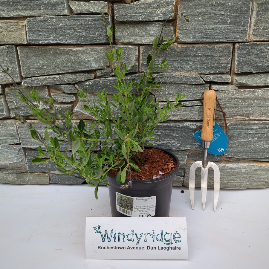 Autumn Sage Salvia Greggii Blue Note (3Ltr Pot) - Herbaceous - Windyridge Garden Centre