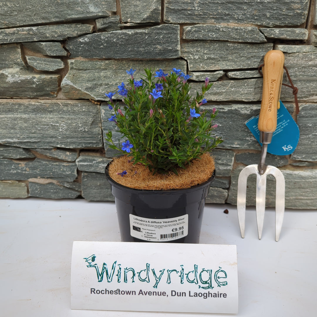 Lithodora Heavenly Blue - Shrubs - Windyridge Garden Centre