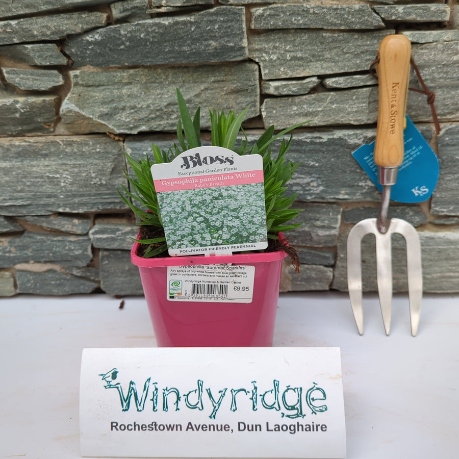 Gypsophilia Summer Sparkles - Herbaceous - Windyridge Garden Centre