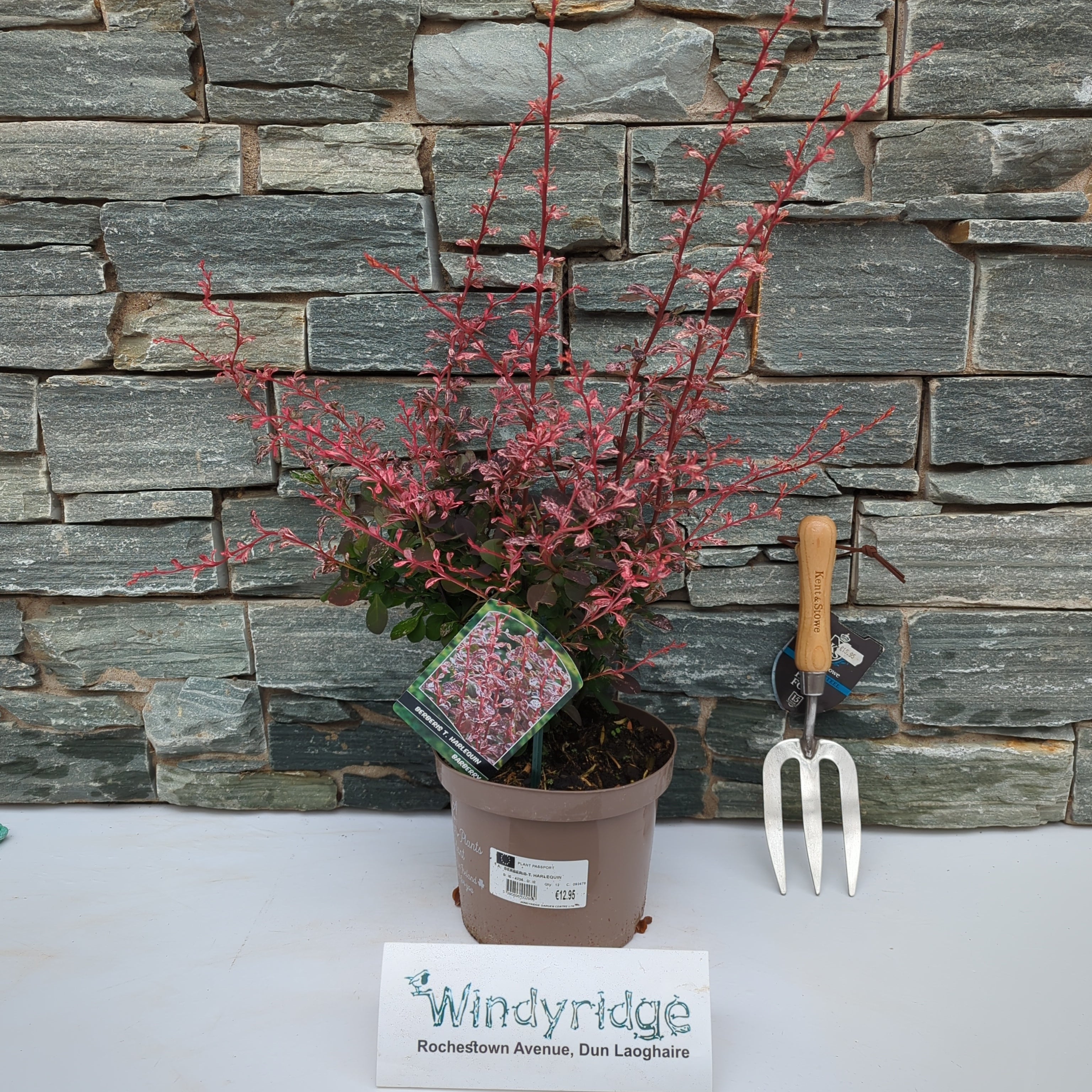 Buy Berberis Thunbergii Harlequin Online | Windyridge Garden