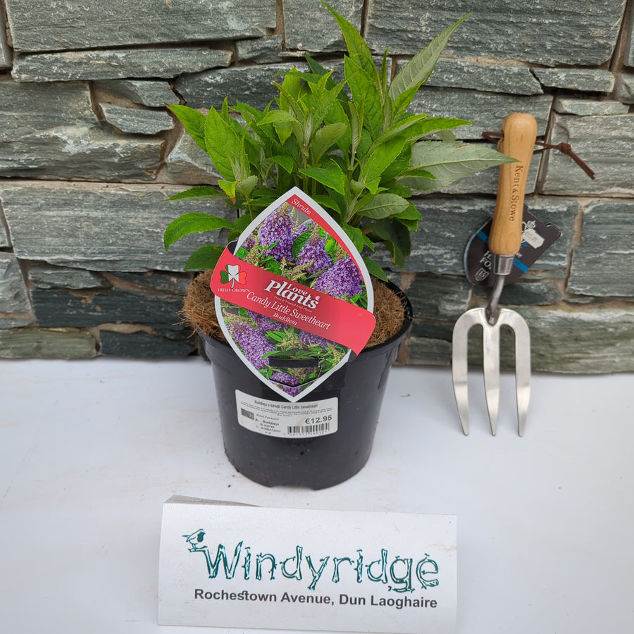 Buddleia Candy Little Sweetheart - Shrubs - Windyridge Garden Centre